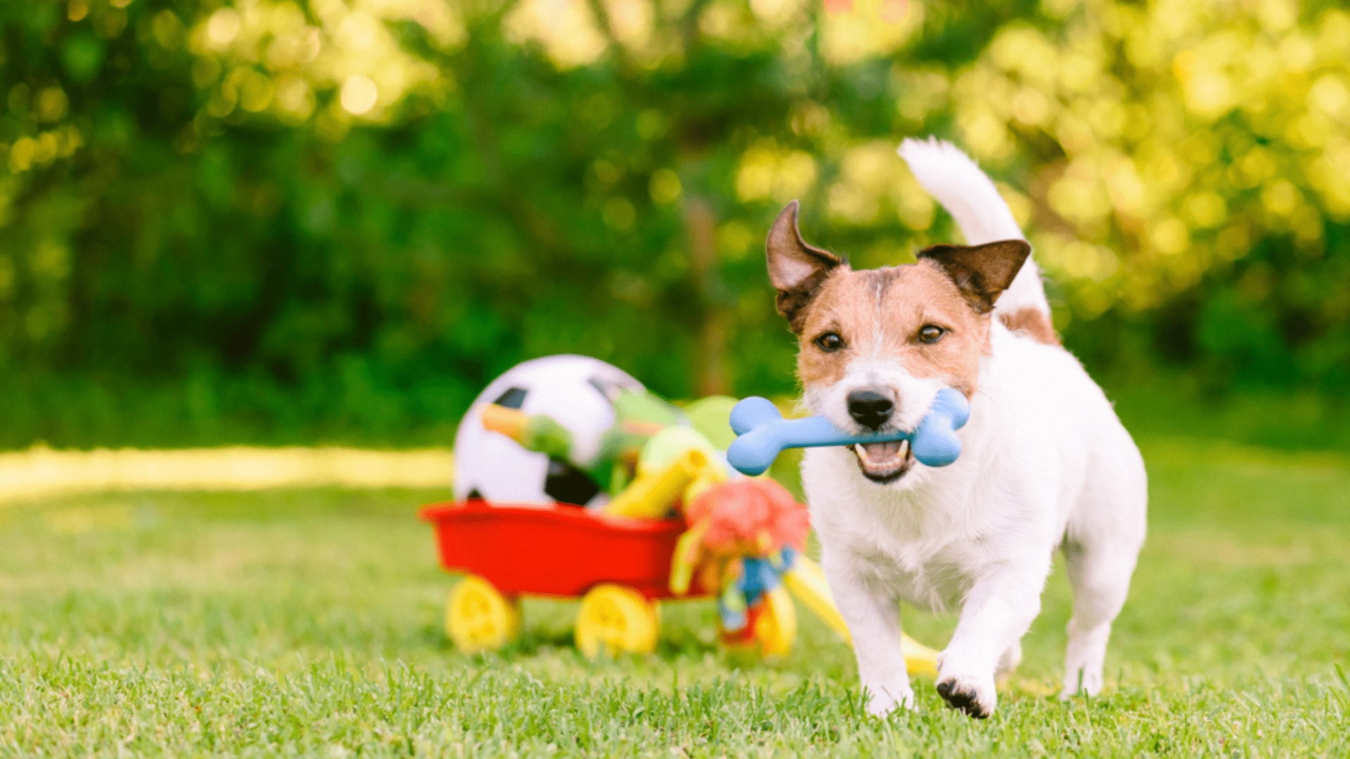 Brinquedo para cachorro hiperativo: confira as 10 melhores opções - DeUmZoom