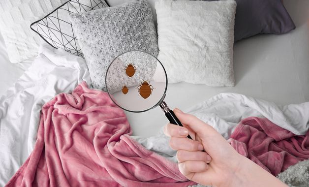 Os ácaros podem não estar visíveis, por isso é preciso limpar os colchões de forma recorrente. (Imagem: Reprodução/Shutterstock)