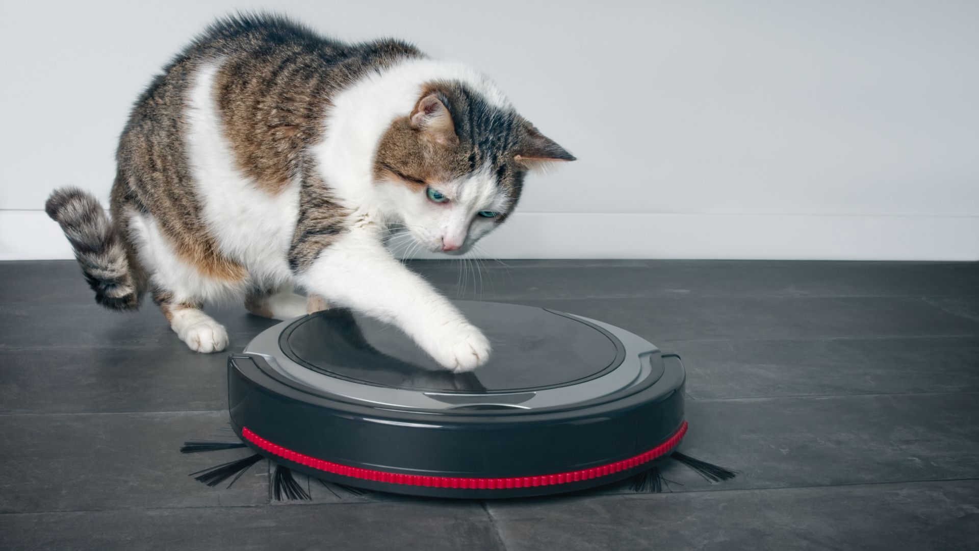 Alguns modelos de aspiradores robô são potentes o suficiente para aspirar não só pelos e cabelos do chão, como também coisas mais sólidas, como pedaços de ração. (Imagem: Lightspruch/Shutterstock)