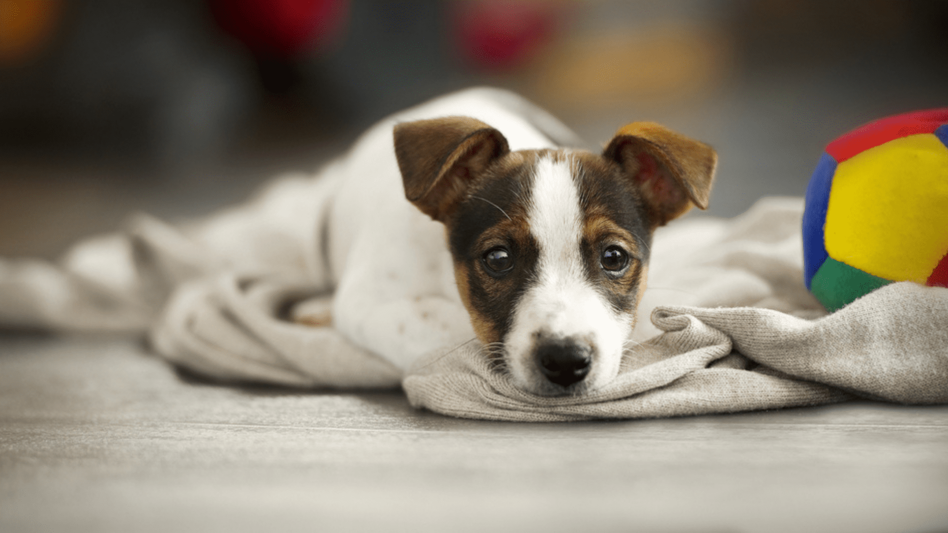 É legal equipar a casinha do seu pet com brinquedos e cobertores para que o local fique mais confortável (Reprodução/Shutterstock)