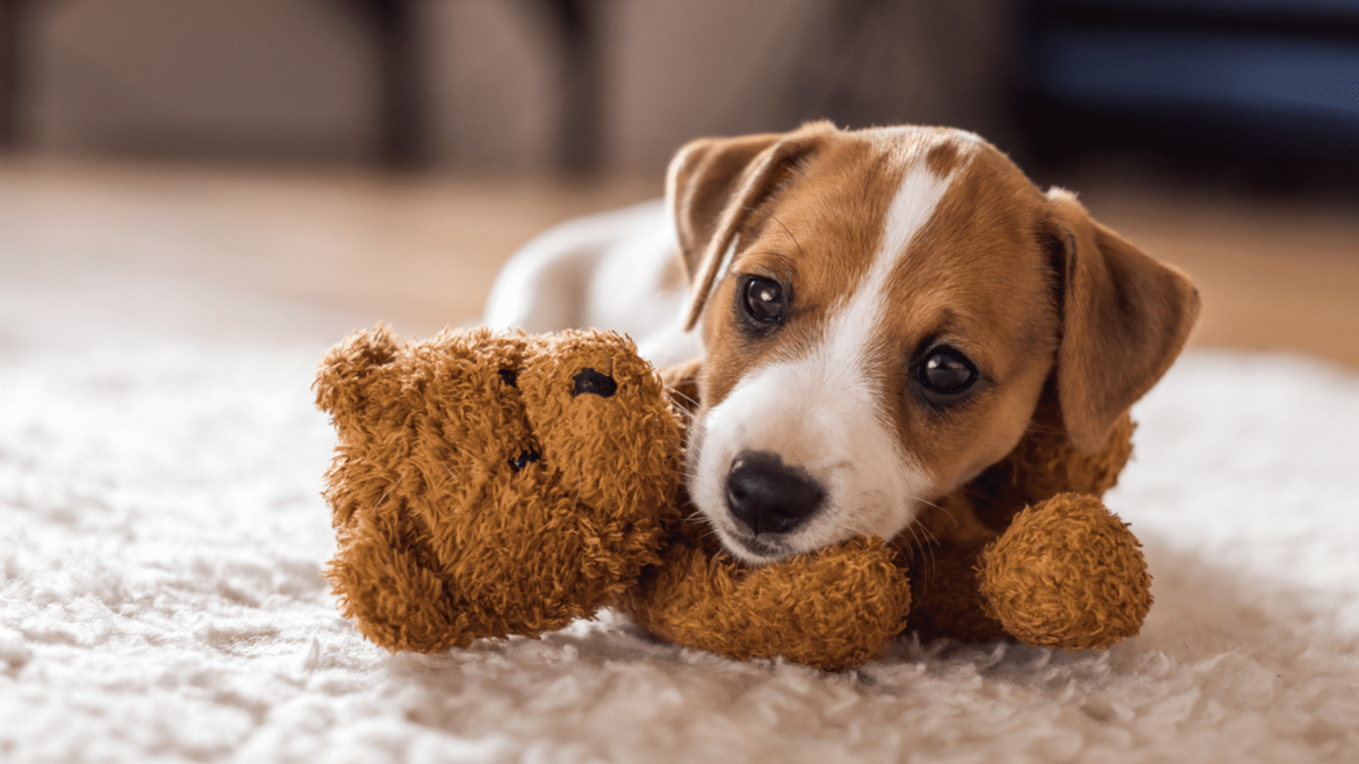 Além de servir como brinquedo para cachorro, a pelúcia é uma ótima companheira para o pet (Reprodução/Shutterstock)