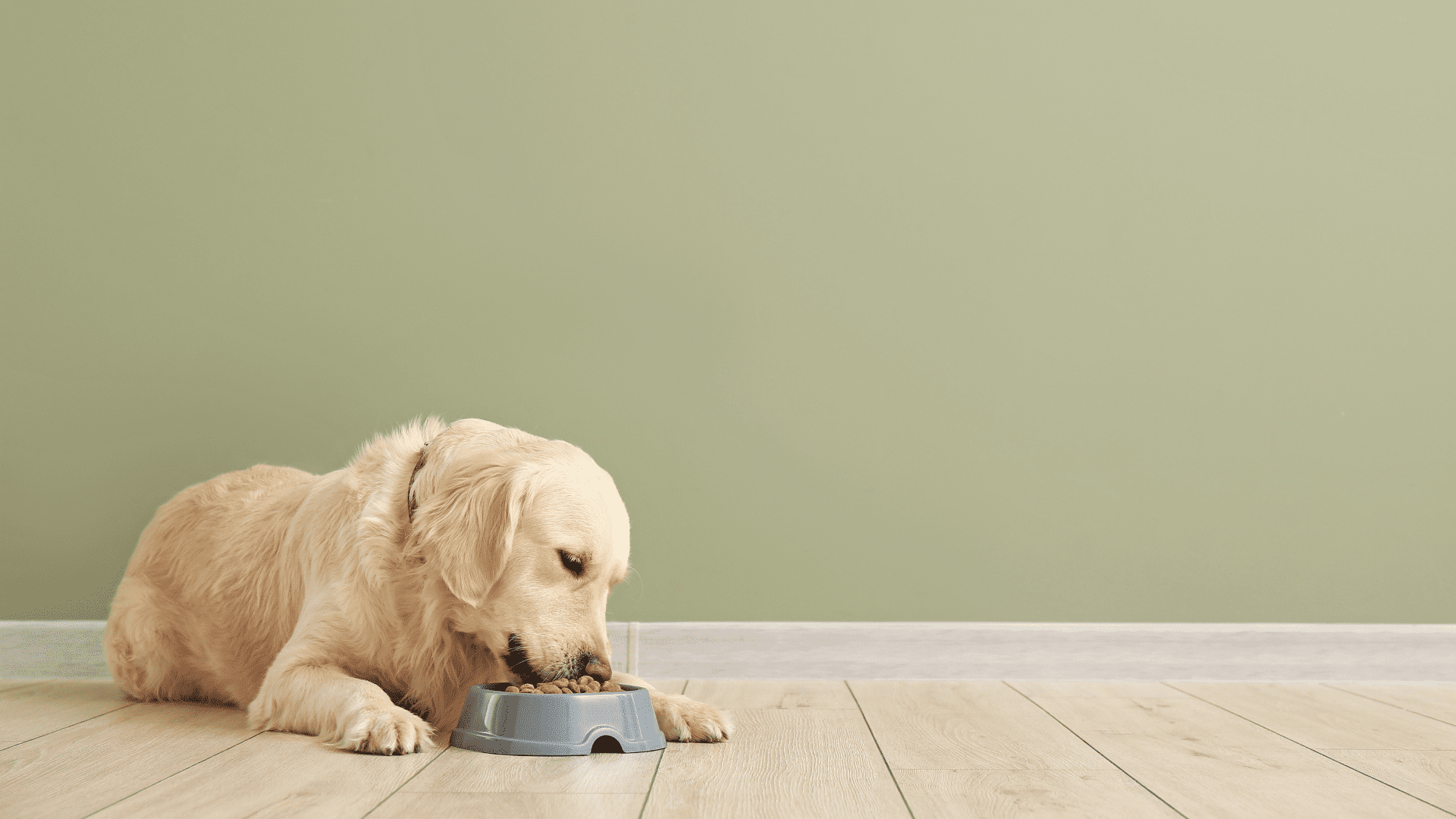 Entenda os principais tipos de ração para cachorro existentes no mercado para poder escolher a melhor para o seu pet (Reprodução/Shutterstock)