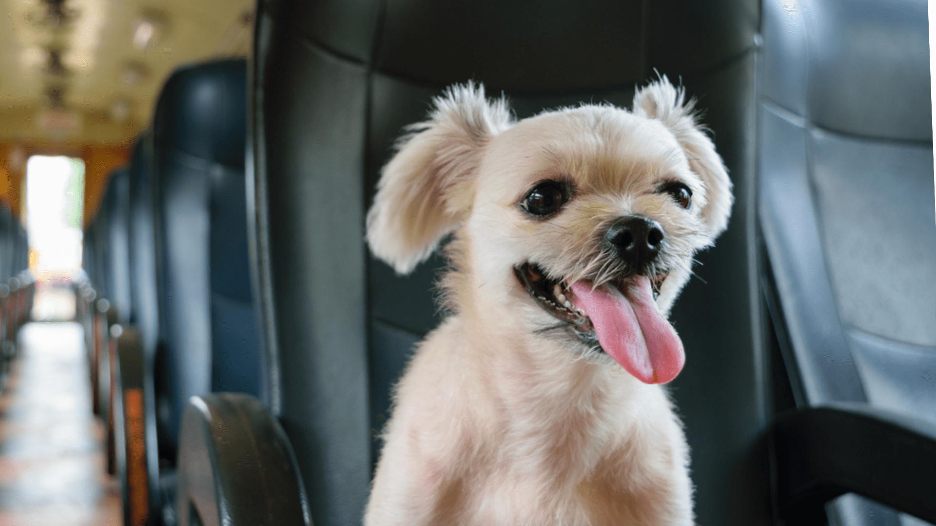 Saiba tudo para se preparar para uma viagem com cachorro de ônibus! (Reprodução/Shutterstock)