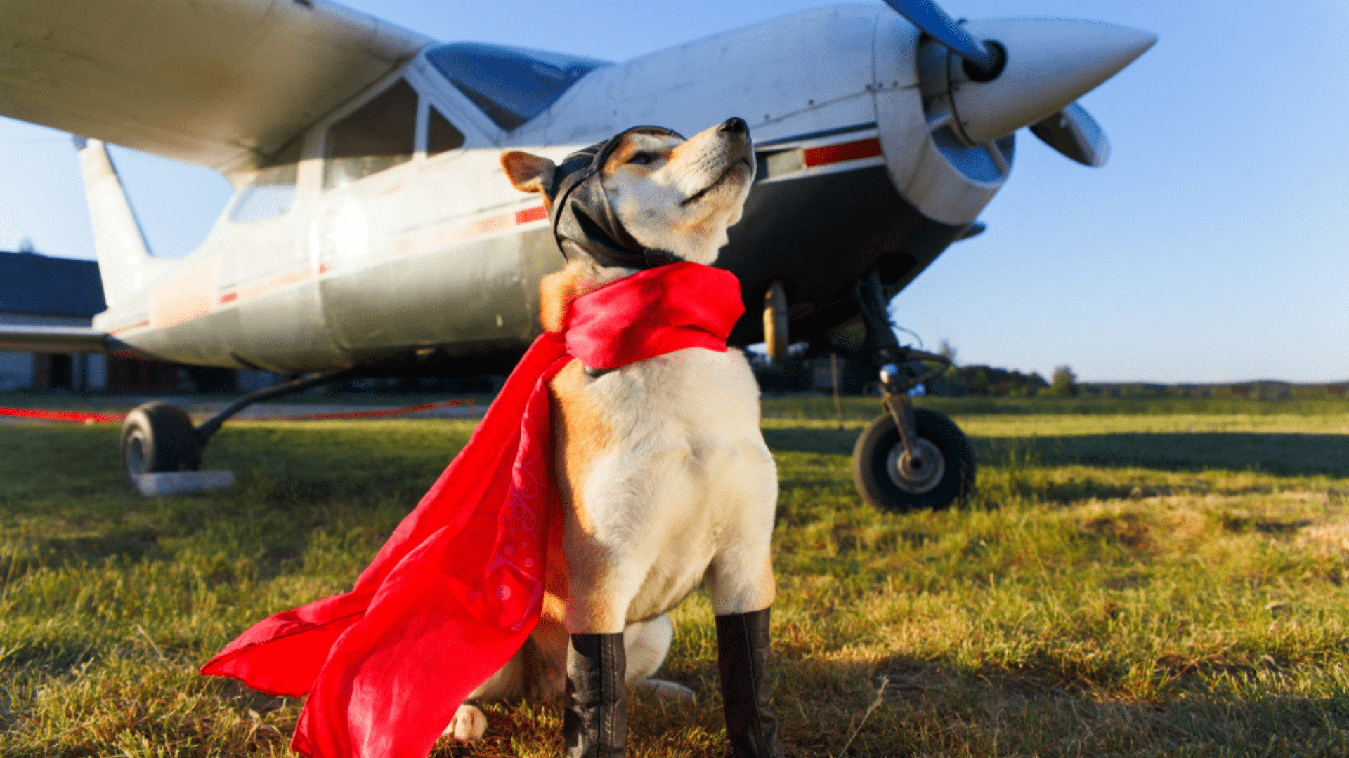Veja o que é preciso para uma viagem com cachorro de avião! (Reprodução/Shutterstock)