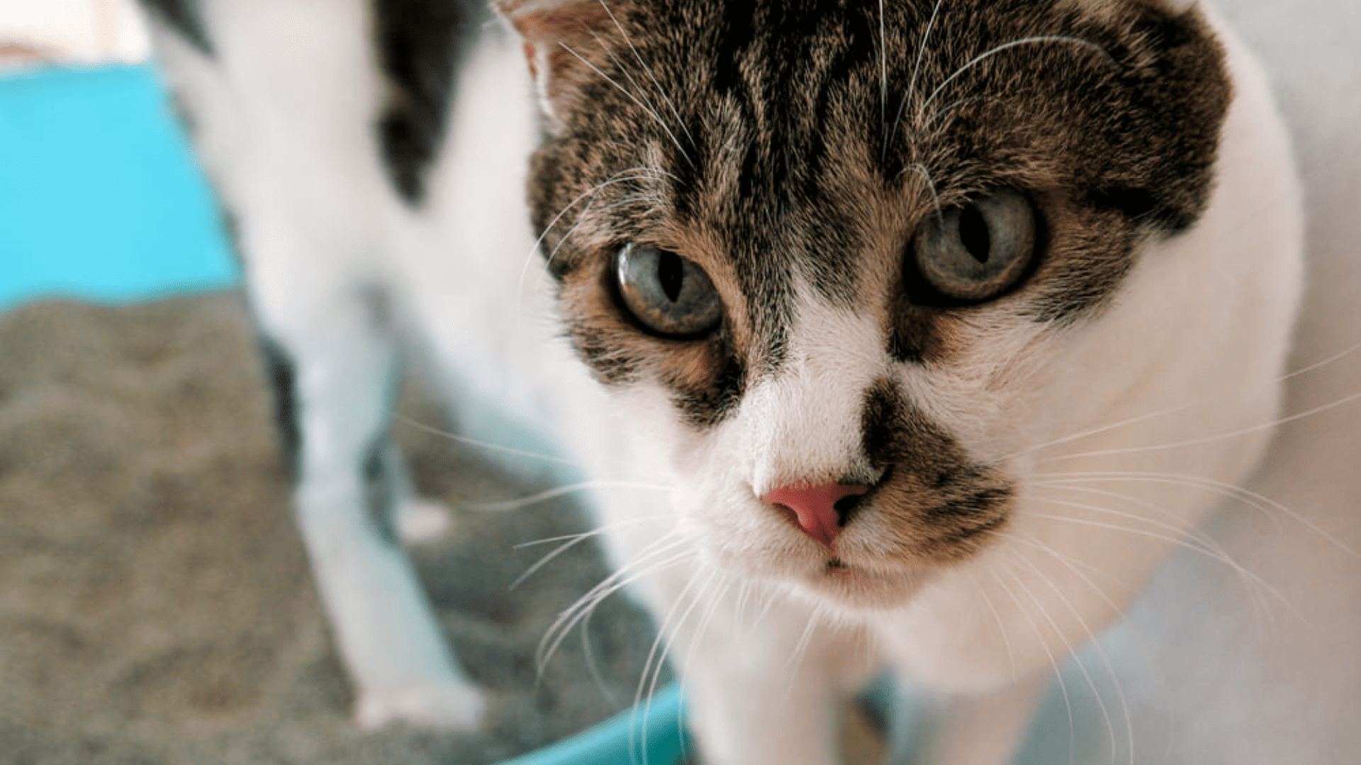 Veja quais são as melhores areias para gato! (Imagem: Reprodução/Shutterstock)