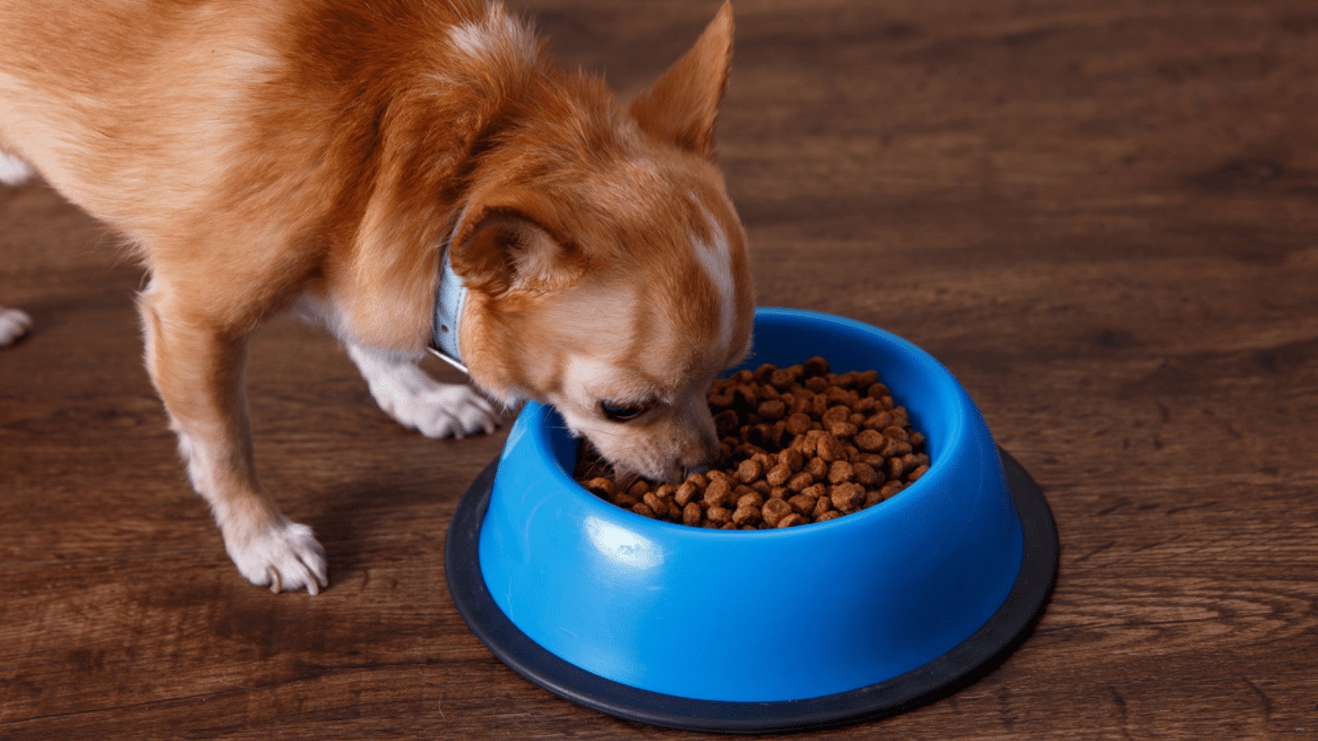 O comedouro para cachorro simples ou tradicional é o mais barato do mercado (Imagem: Reprodução/Shutterstock)