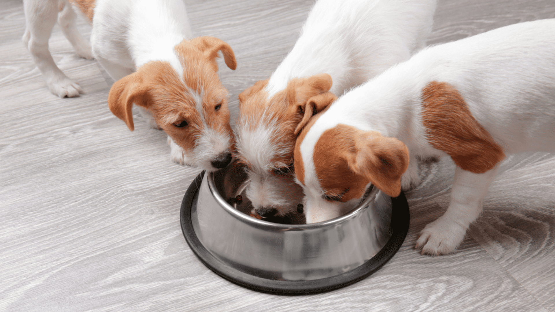 O melhor modelo de comedouro para cachorro vai depender das necessidades do cão (Imagem: Reprodução/Shutterstock)