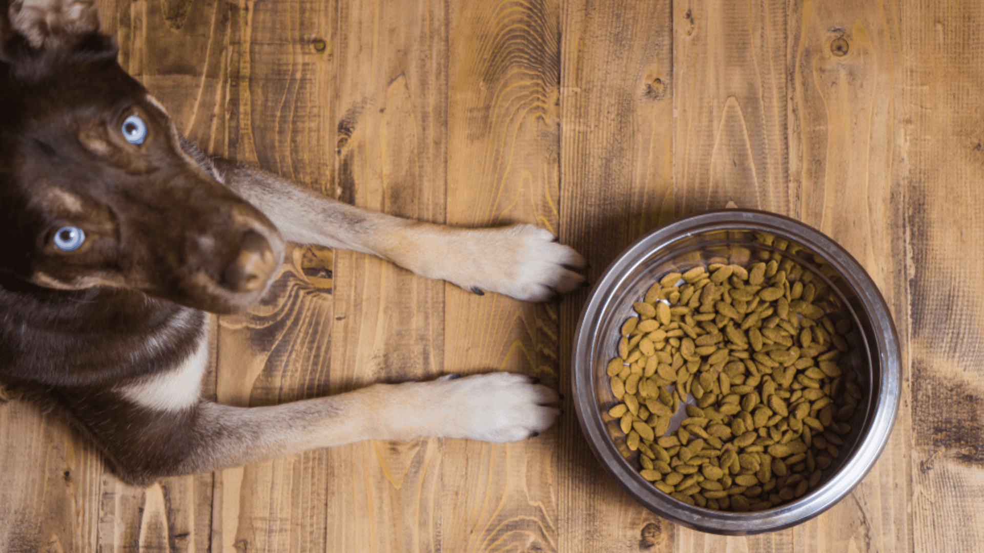 A altura ideal do comedouro para cachorro é próxima ao peito do cão (Imagem: Reprodução/Shutterstock)