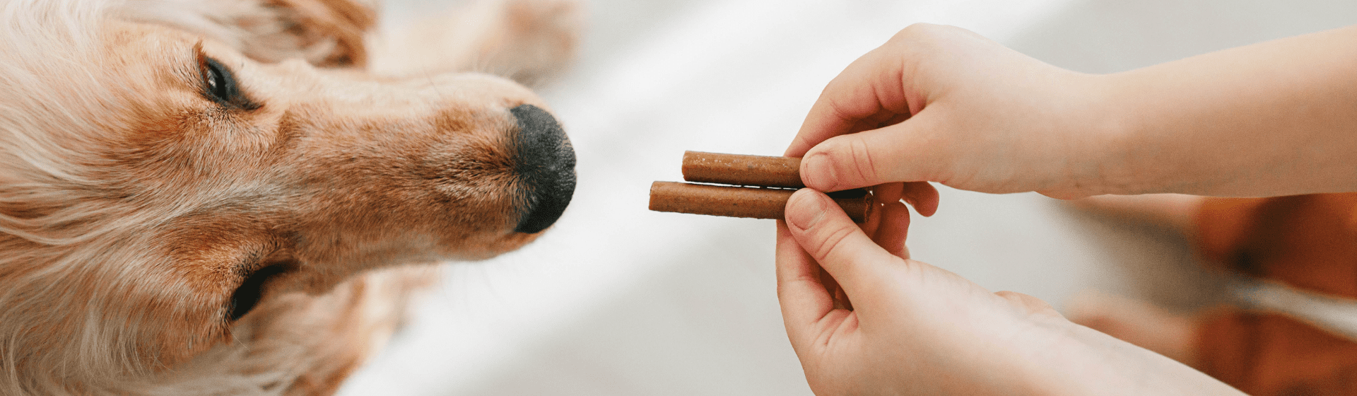 Capa do post: Petisco para cachorro: qual é o melhor snack?