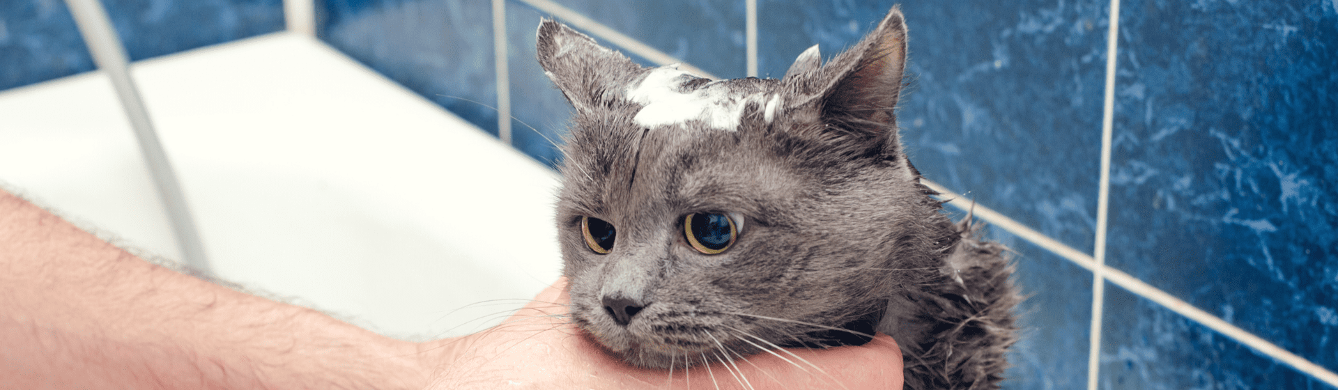 Capa do post: Shampoo para gatos: qual é a melhor opção?
