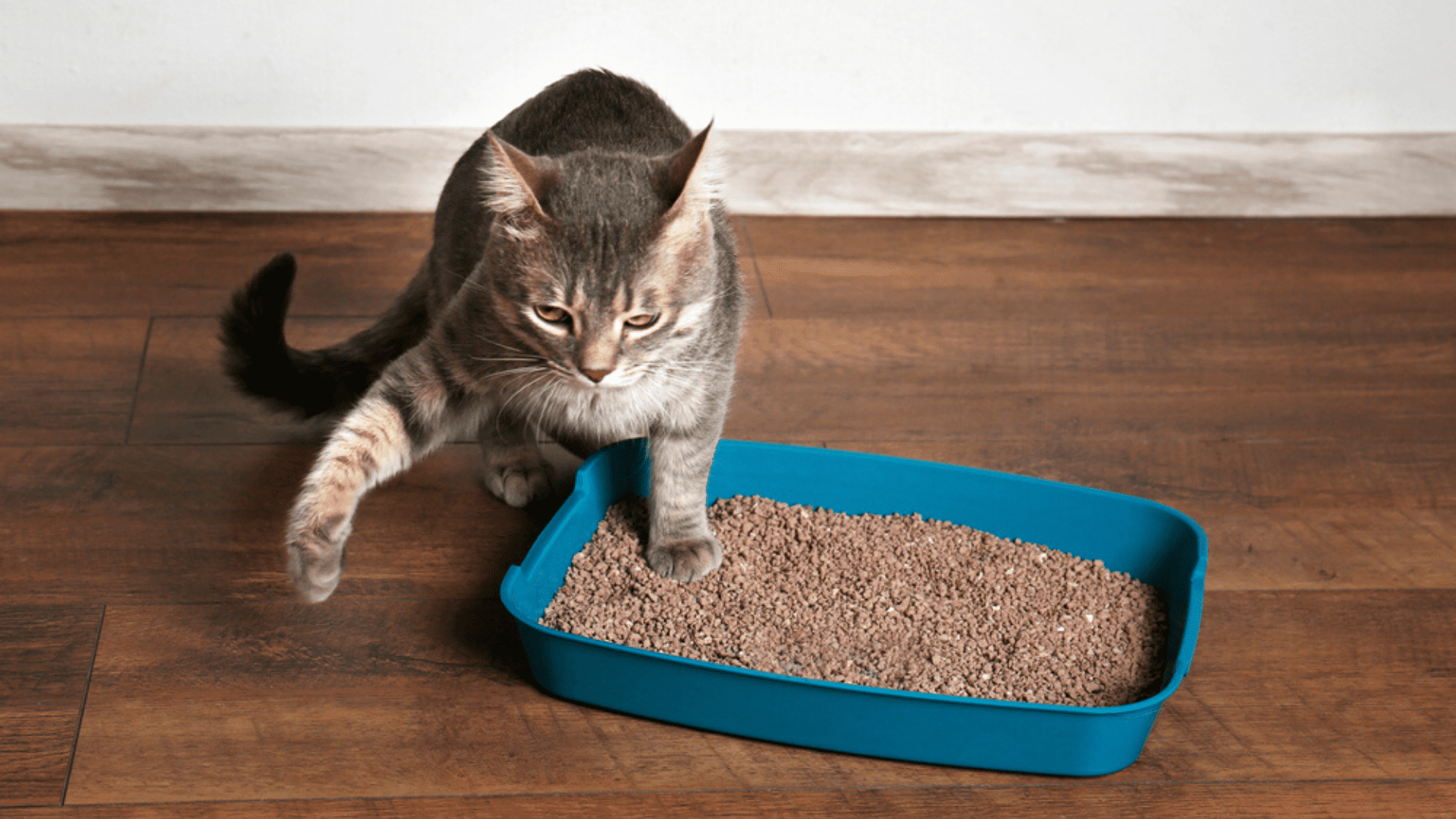 Caixa de Areia Grande Gelo - Pet Games - Areia para Gato