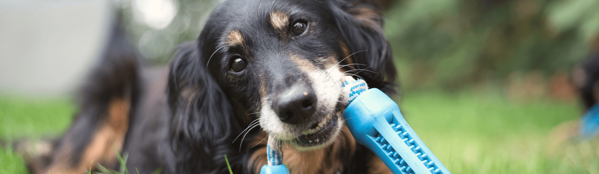 Refeição caseira para cachorro: veja dicas de como fazer, Como Será -  Interatividade