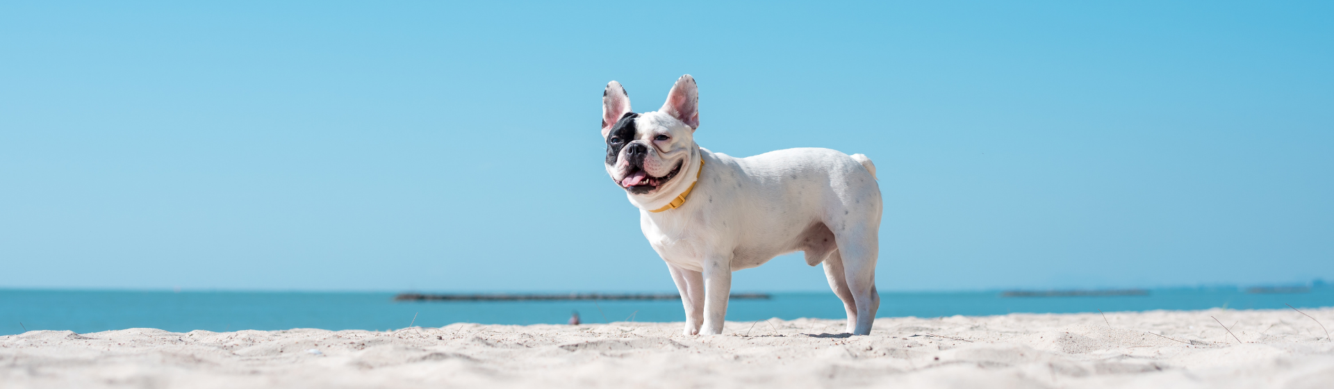 Capa do post: Como refrescar o cachorro no verão?