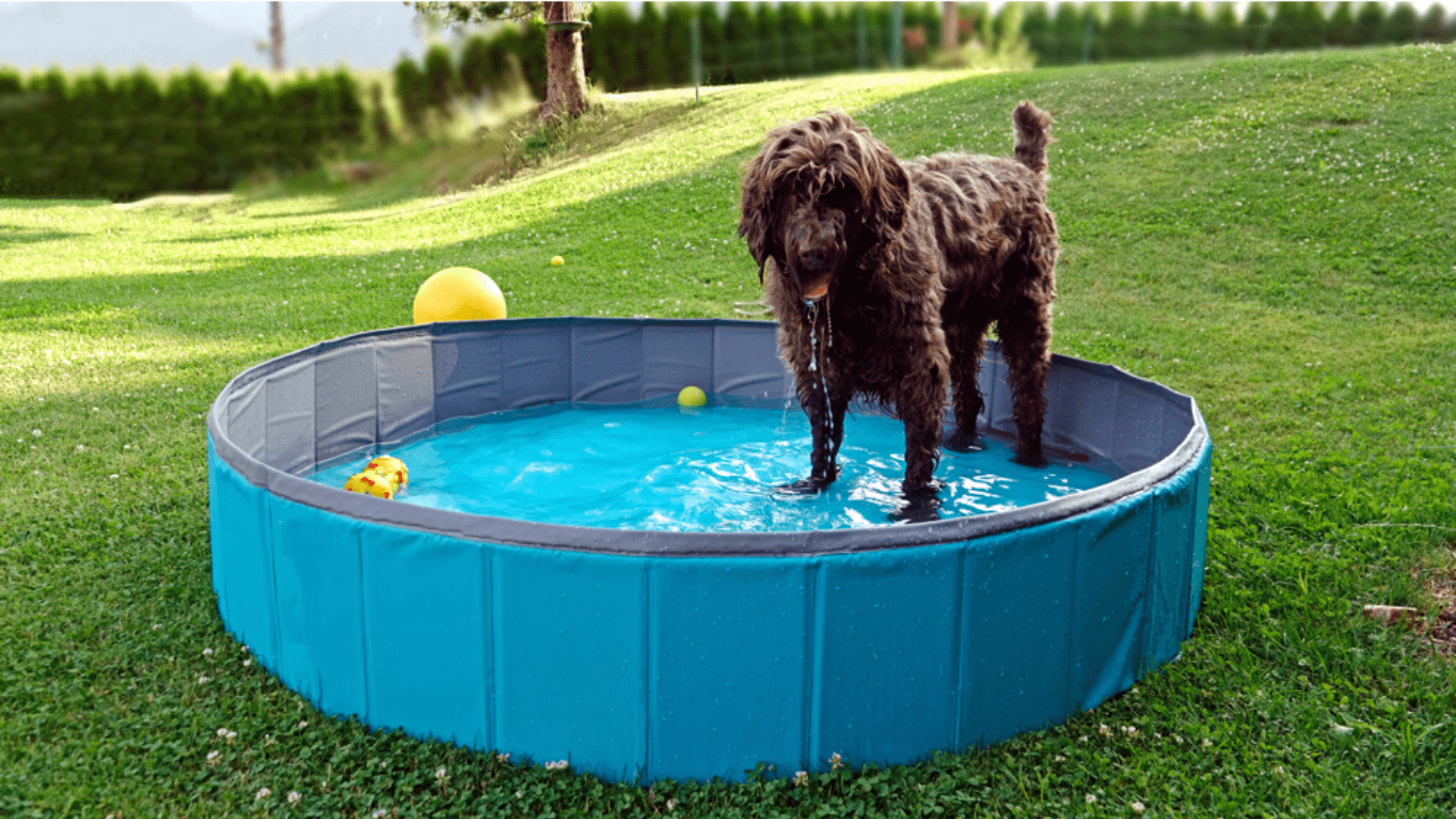 Invest in a children's or dog-friendly pool (Image: Reproduction/Shutterstock)