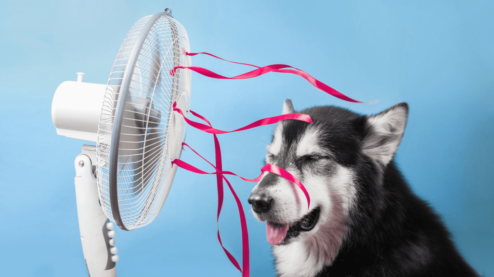 Here are some tips on how to cool your dog in the heat! (Image: Playback/Shutterstock)