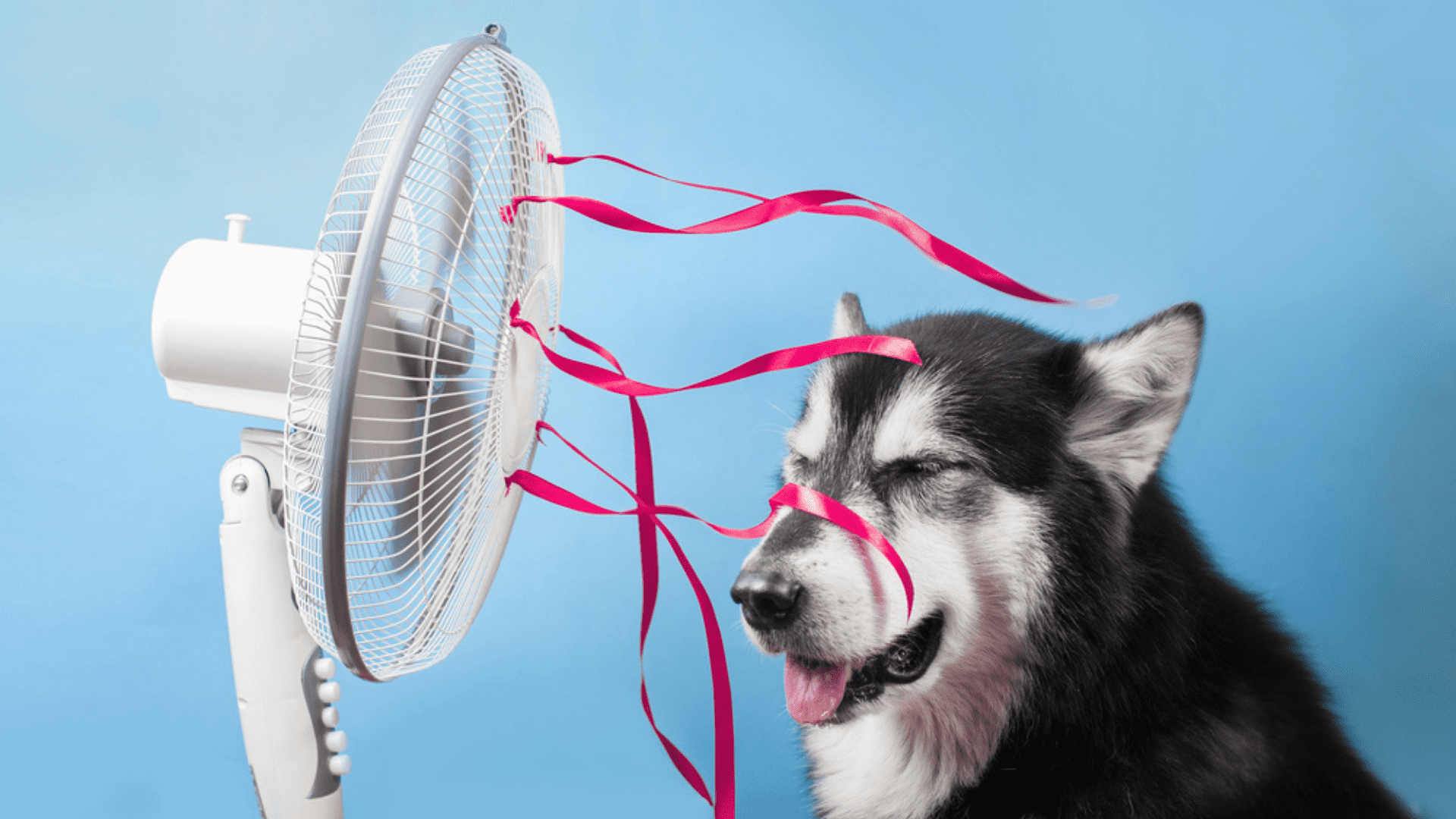 BOLHA DE CALOR: Saiba como cuidar do seu pet em dias muito quentes