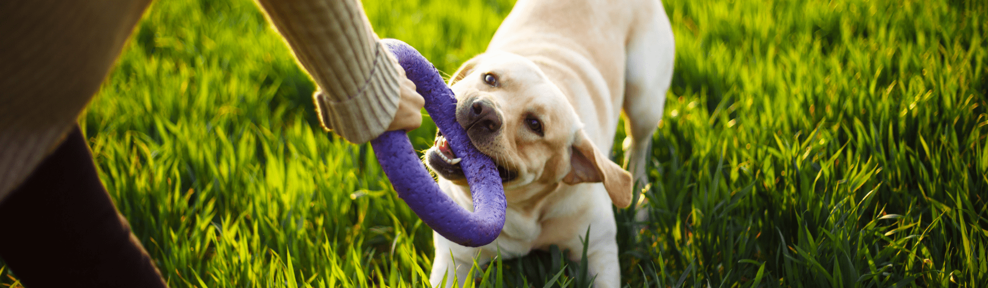 Brinquedo para cachorro: qual é o melhor modelo?