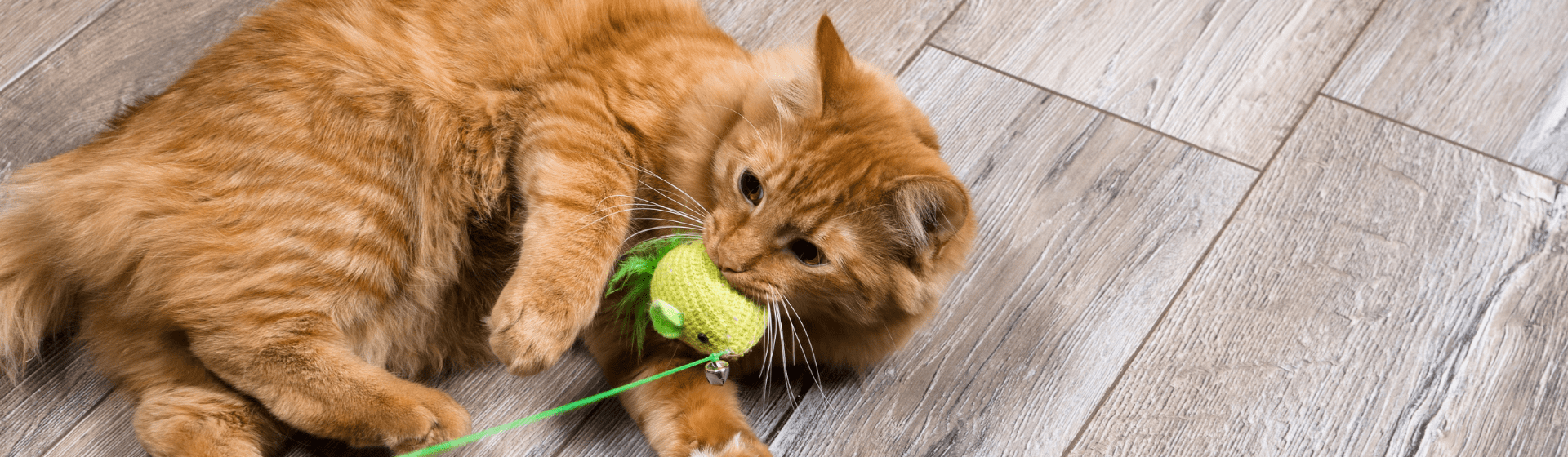 Brinquedo para gato: qual é o melhor modelo?