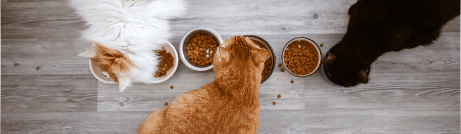 Capa do post: Comedouro para gato: qual é o modelo ideal?