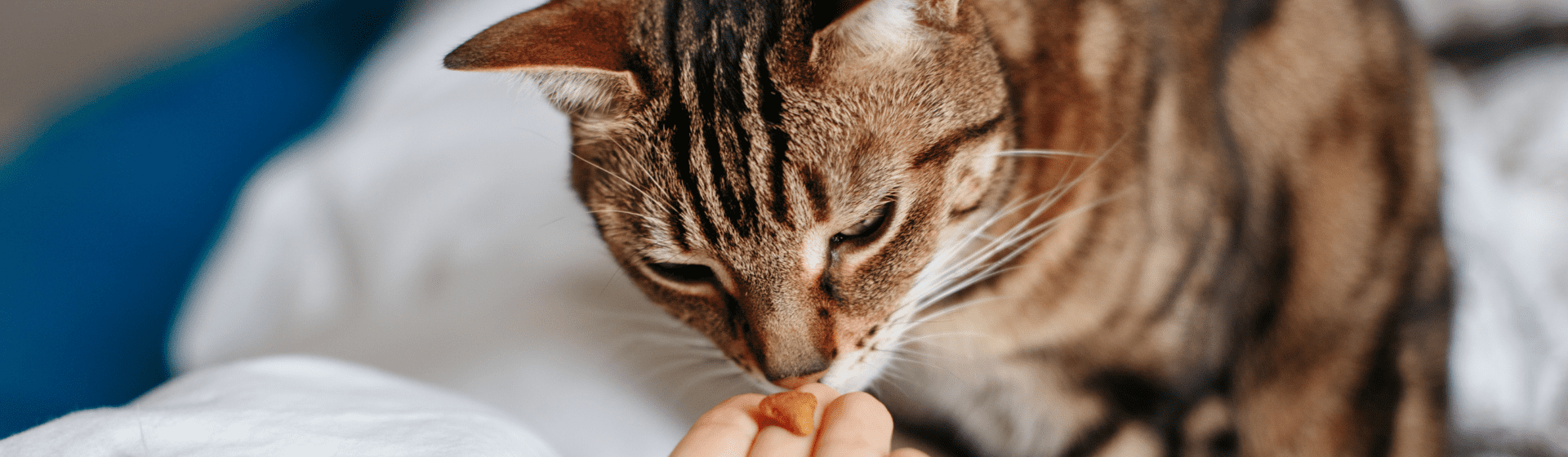 Petiscos para gatos: quais são os melhores snacks?