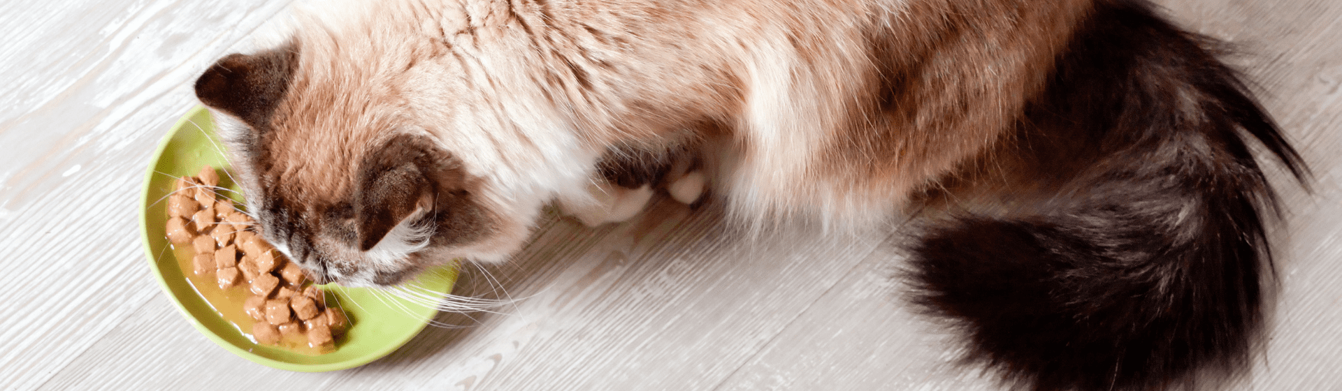 Capa do post: Sachê para gato: qual é a melhor ração úmida?