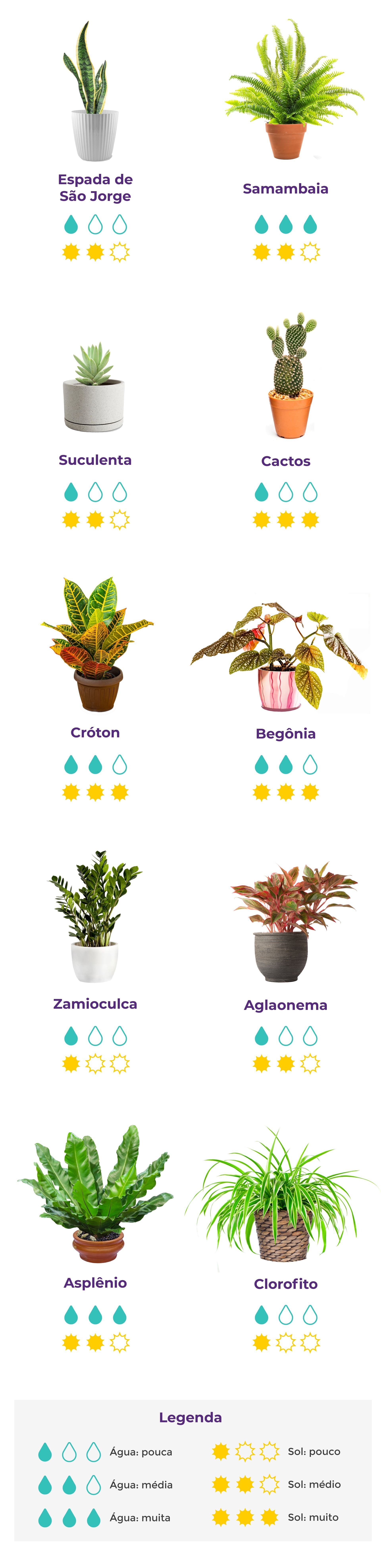 Plantas para casa: 10 espécies de plantas para cultivar dentro de casa