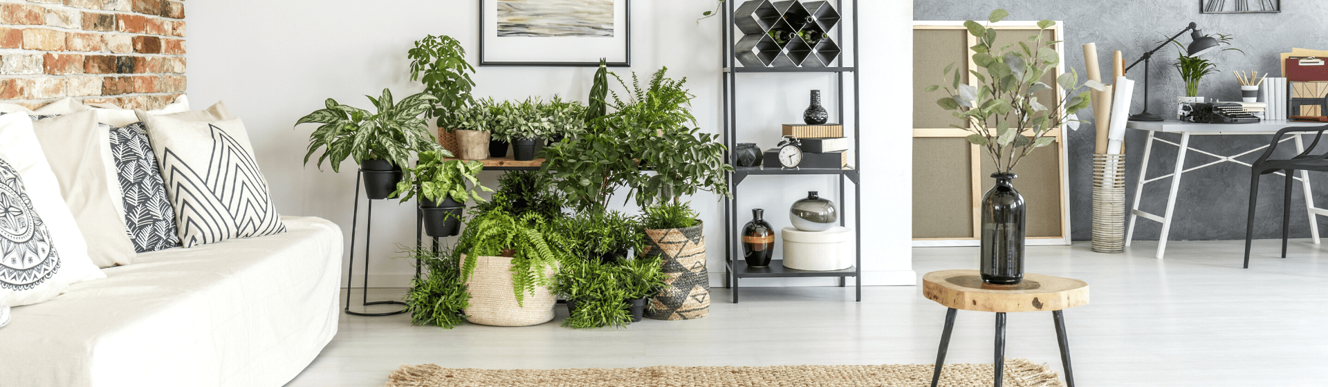 Plantas de apartamento: 11 espécies ideais para cantinhos com