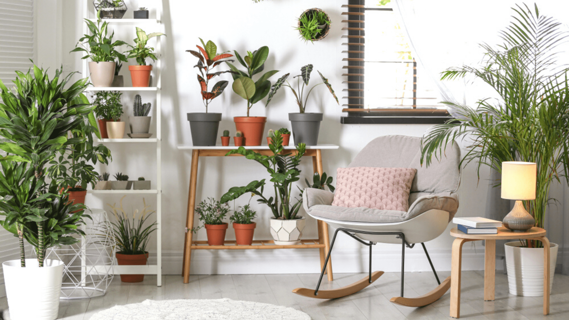 Plantas dentro de casa: veja as que mais se adaptam 