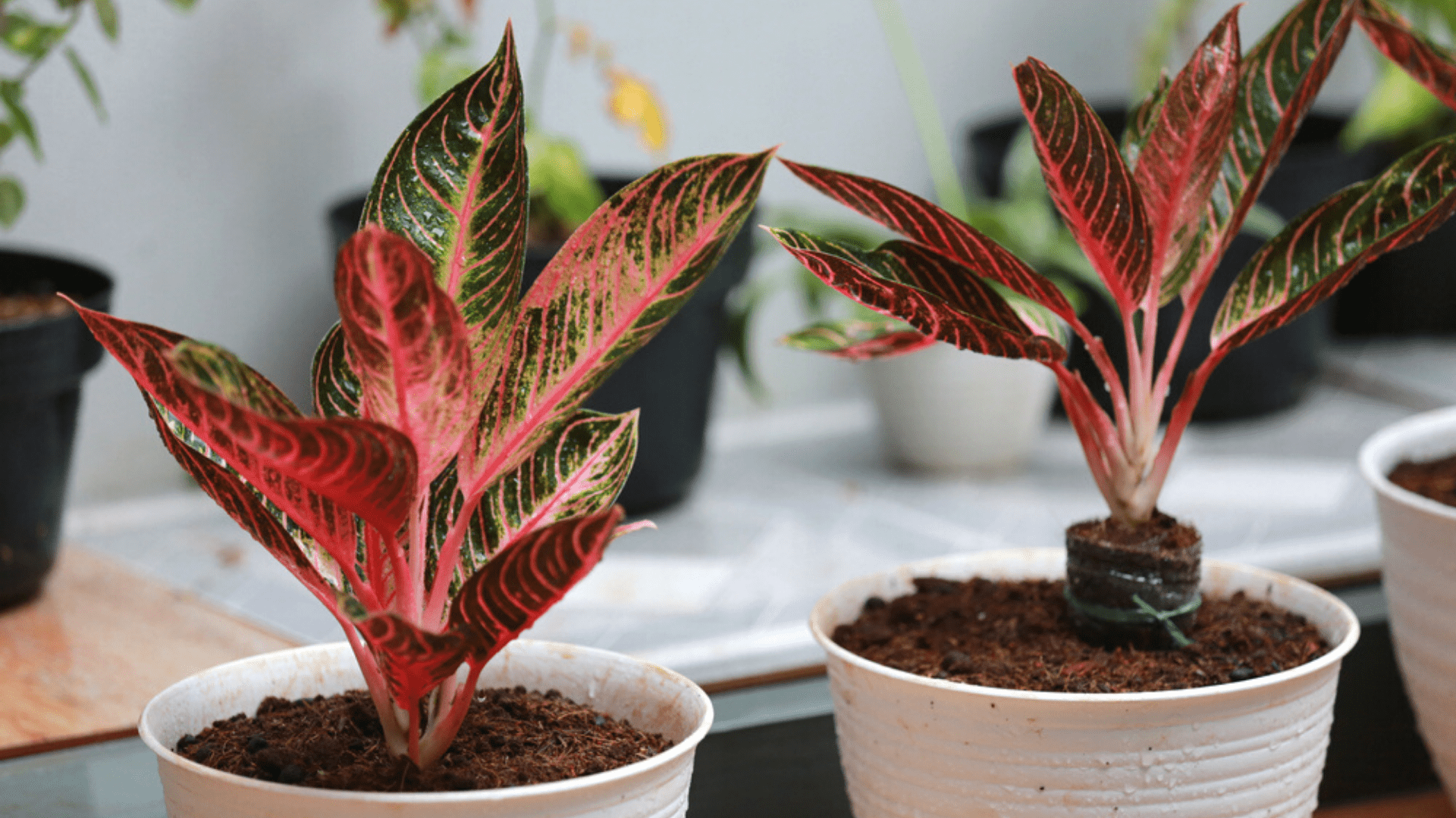 Plantas para casa: 10 espécies de plantas para cultivar dentro de casa