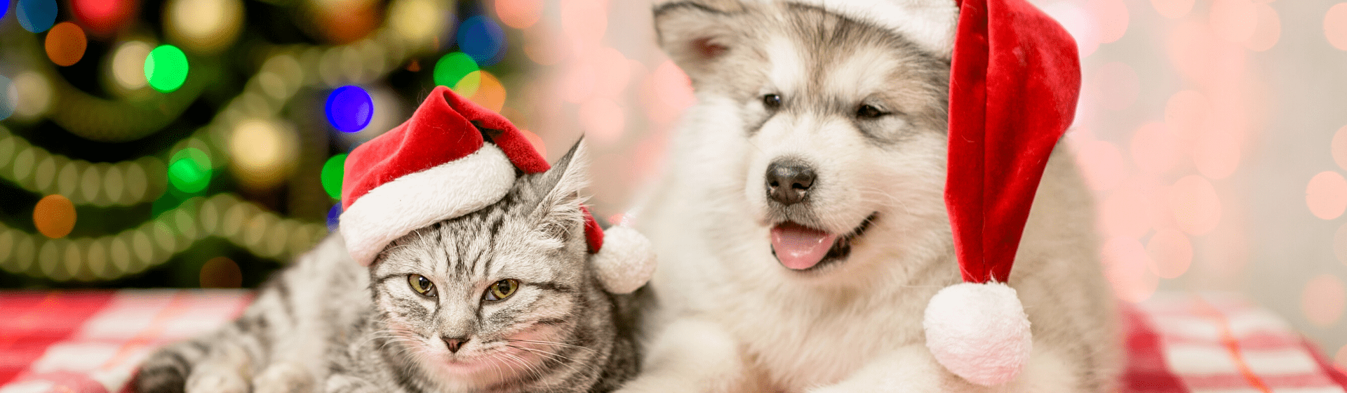 Capa do post: Presente de Natal para cachorro e gato: 10 opções para presentear o pet