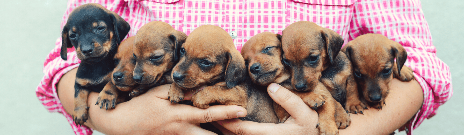 Brinquedo 2 em 1 para cuidar do cão