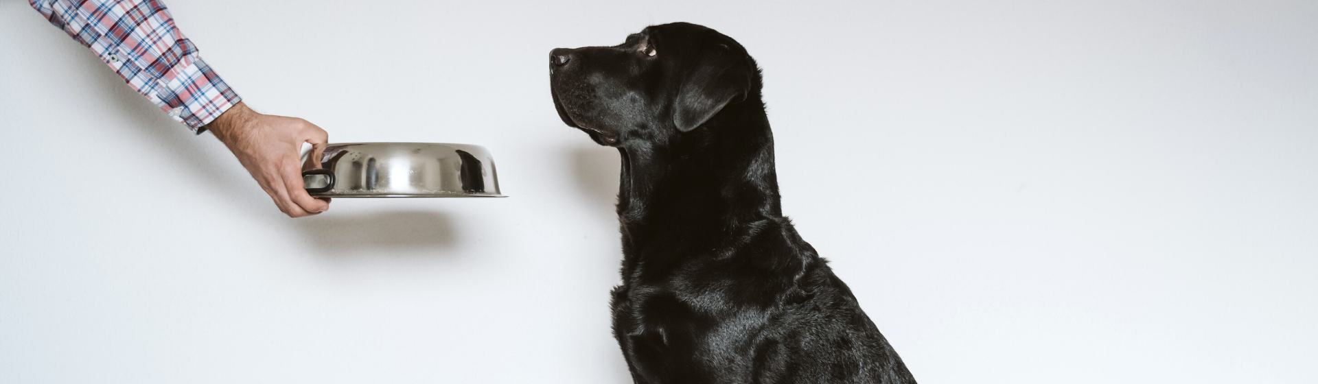 Bebedouro para cachorro: qual é o melhor para cães?