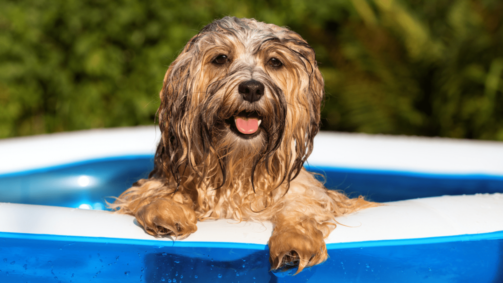 Veja a nossa seleção das melhores piscinas para cachorro de 2021! (Imagem: Reprodução/Shutterstock)