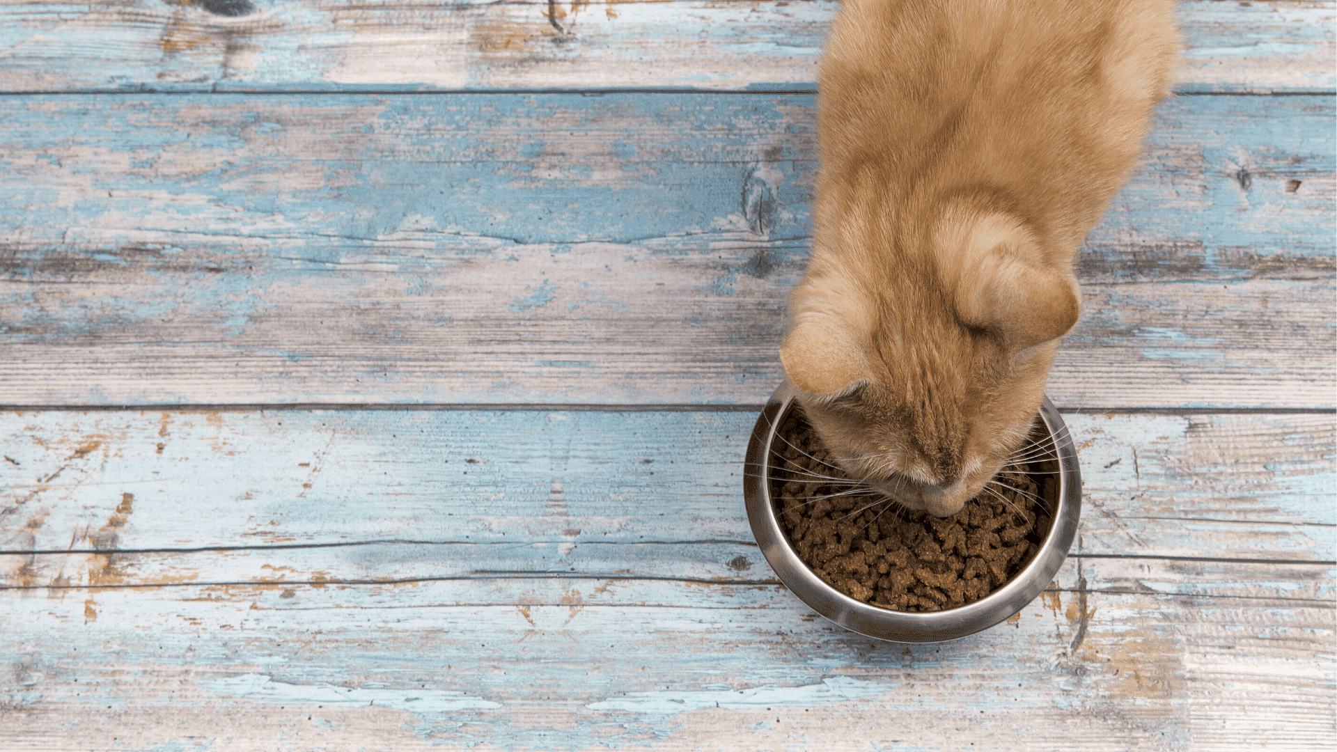 Veja a nossa seleção das melhores rações para gato de 2021! (Imagem: Reprodução/Shutterstock)