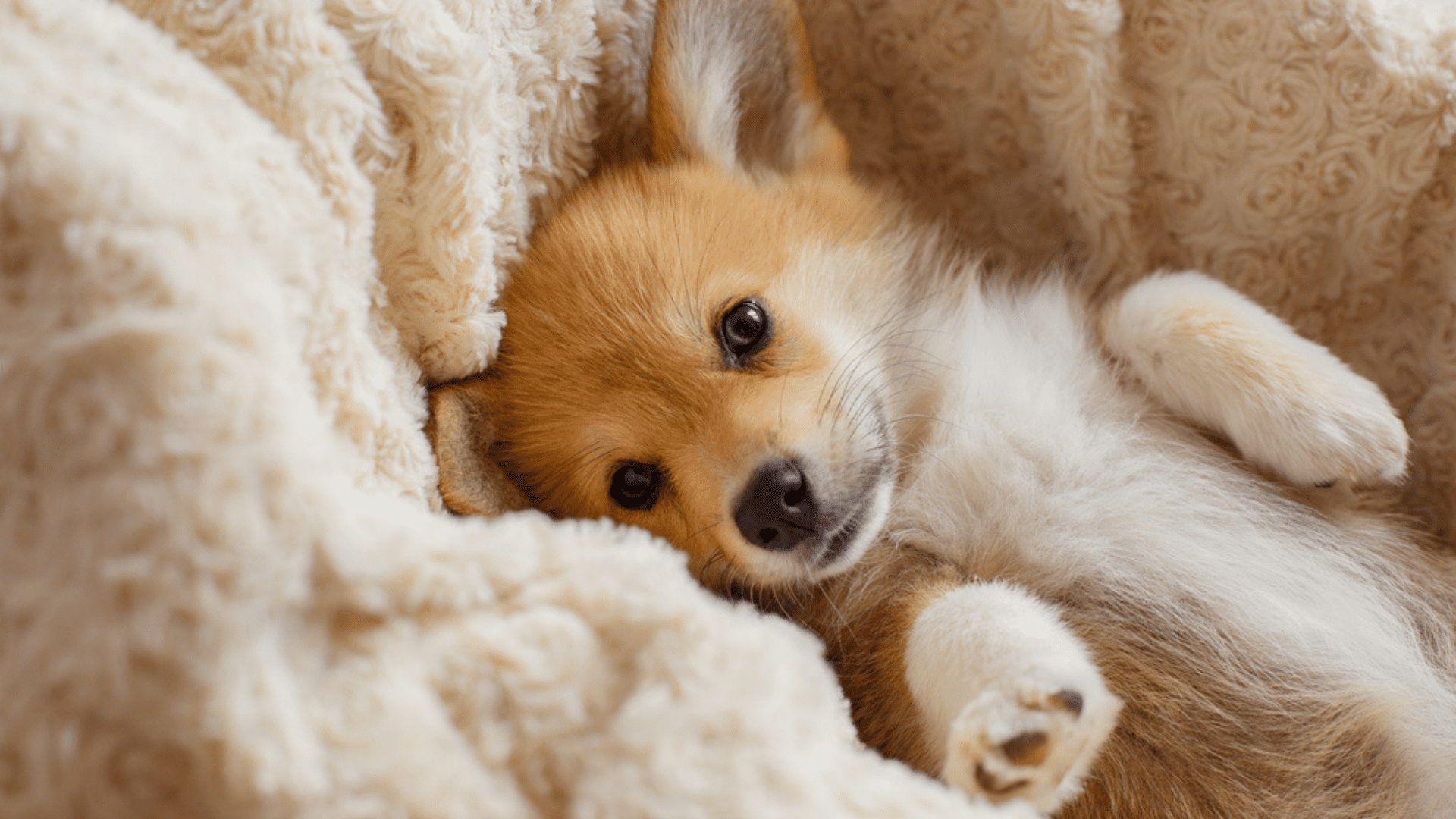 Cachorros pequenos para apartamentos: 10 raças de pequeno porte