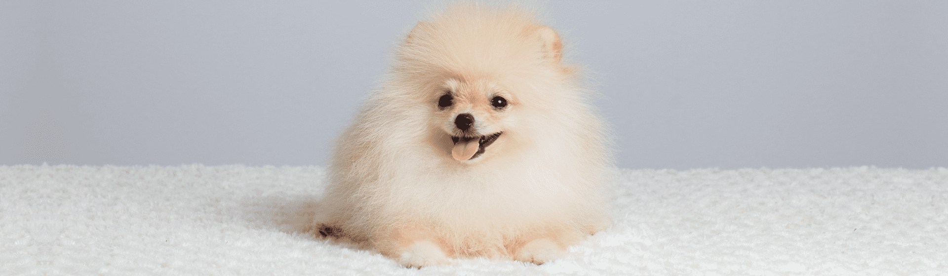 Cachorros pequenos peludos: 8 raças de cães de pequeno porte