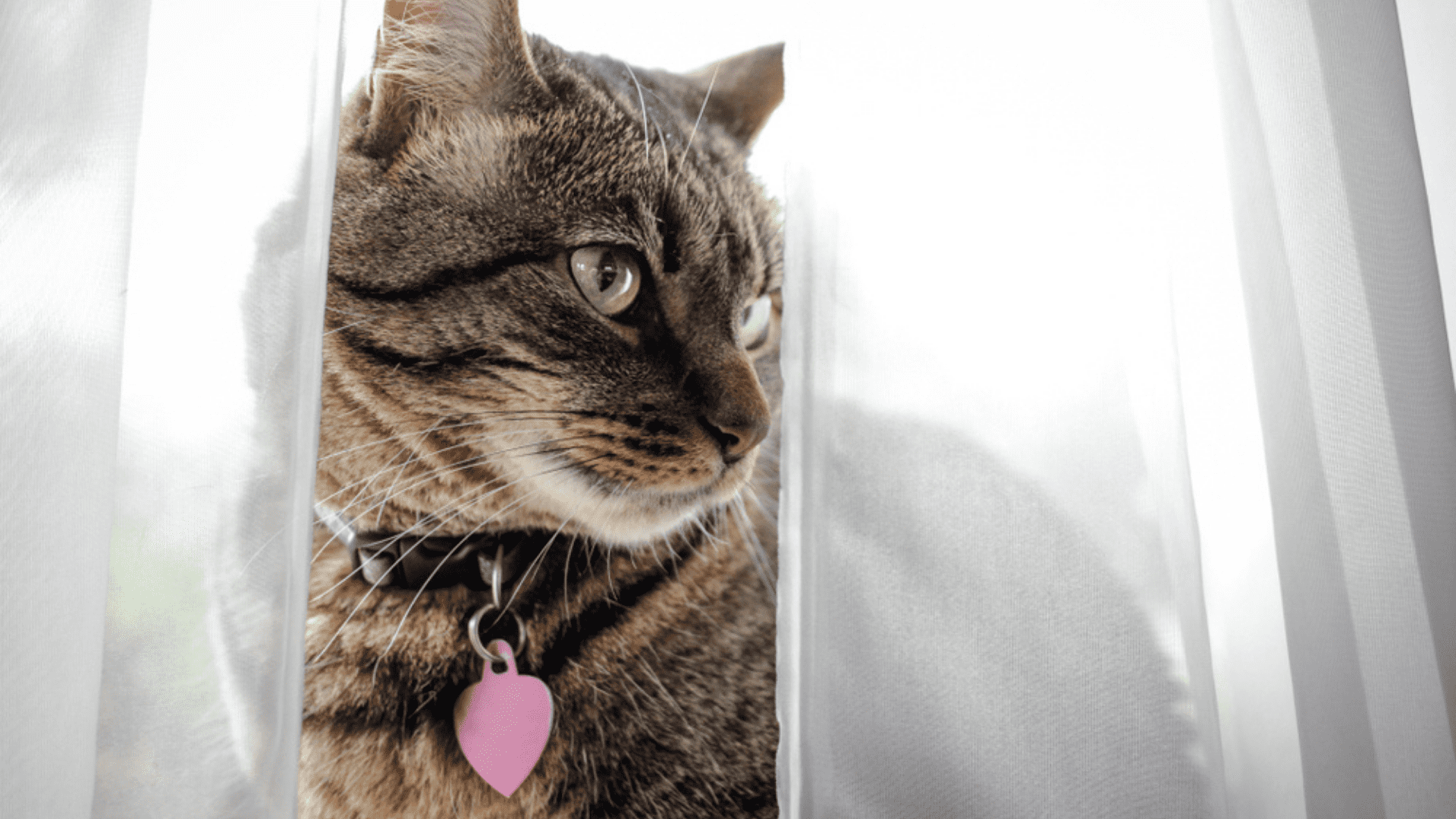 Confira alguns cuidados que você deve ter após comprar a coleira para o seu gato (Imagem: Reprodução/Shutterstock)