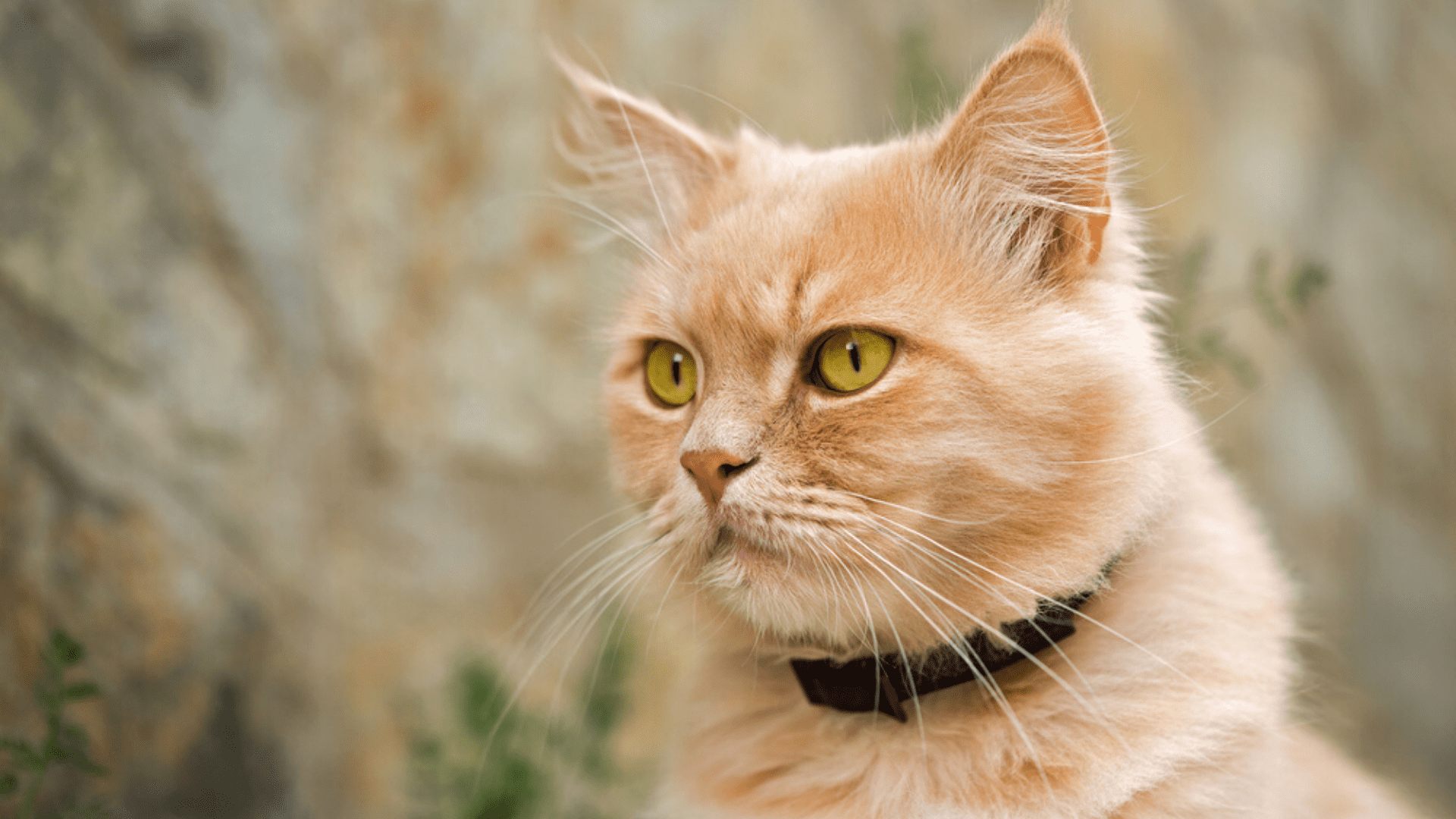 Coleira para gato tradicional (Imagem: Reprodução/Shutterstock)