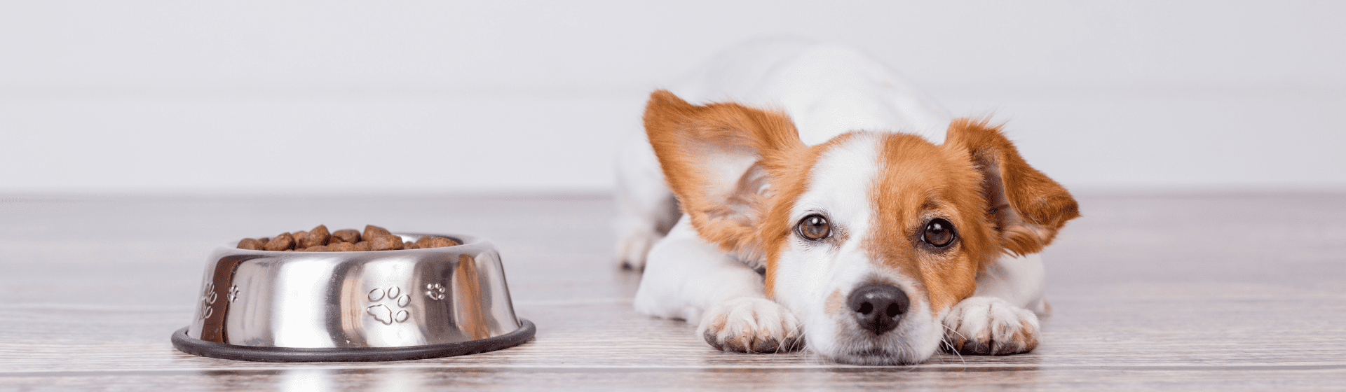 Capa do post: Ração para cachorro castrado: 11 opções para o seu cão