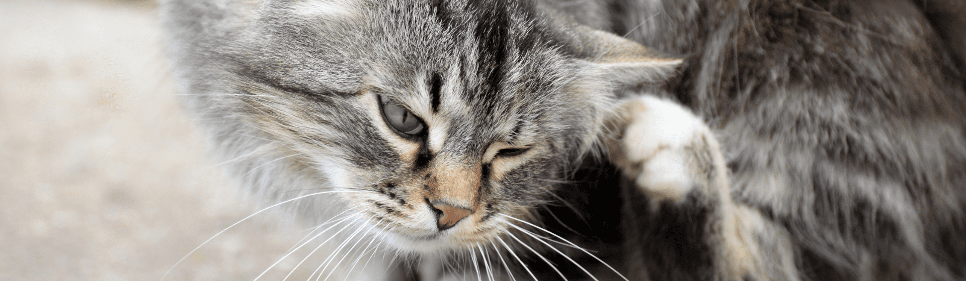 Capa do post: Antipulgas para gatos: 5 melhores opções do remédio para felinos
