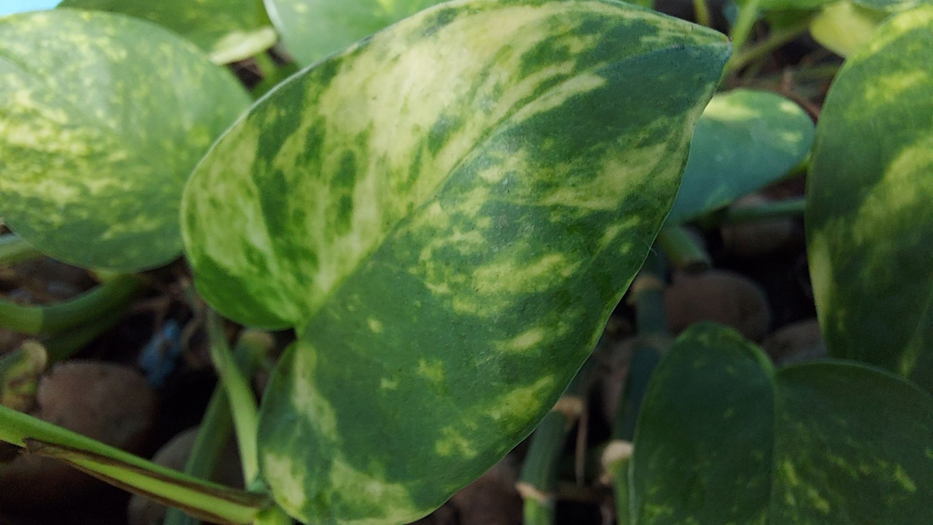 Folha de planta verde escura com verde claro em formato de coração