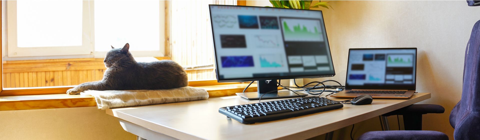 Mesa de escritório com monitor 24 polegadas em cima e gato cinza deitado ao lado