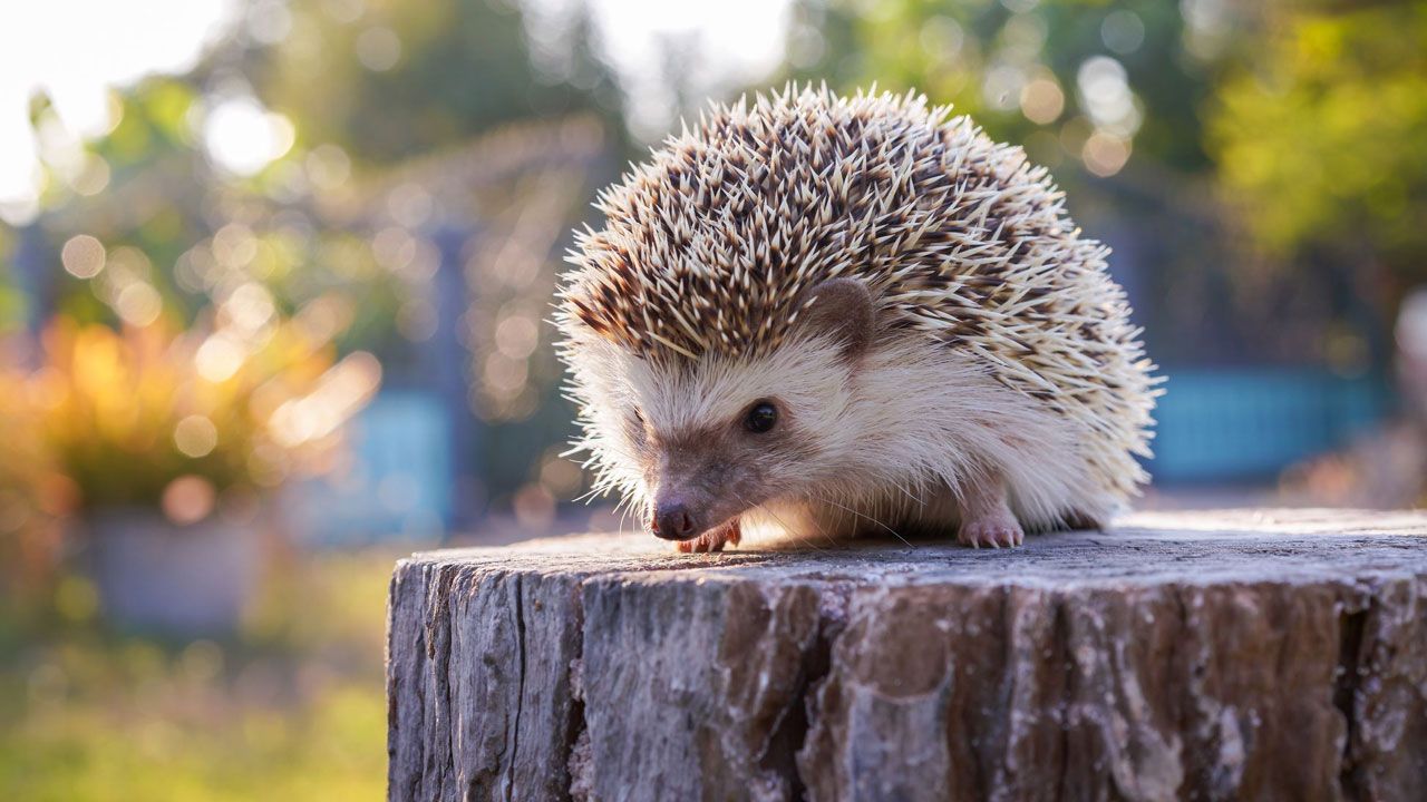 Que animal é o Sonic? Veja perguntas e respostas sobre o personagem