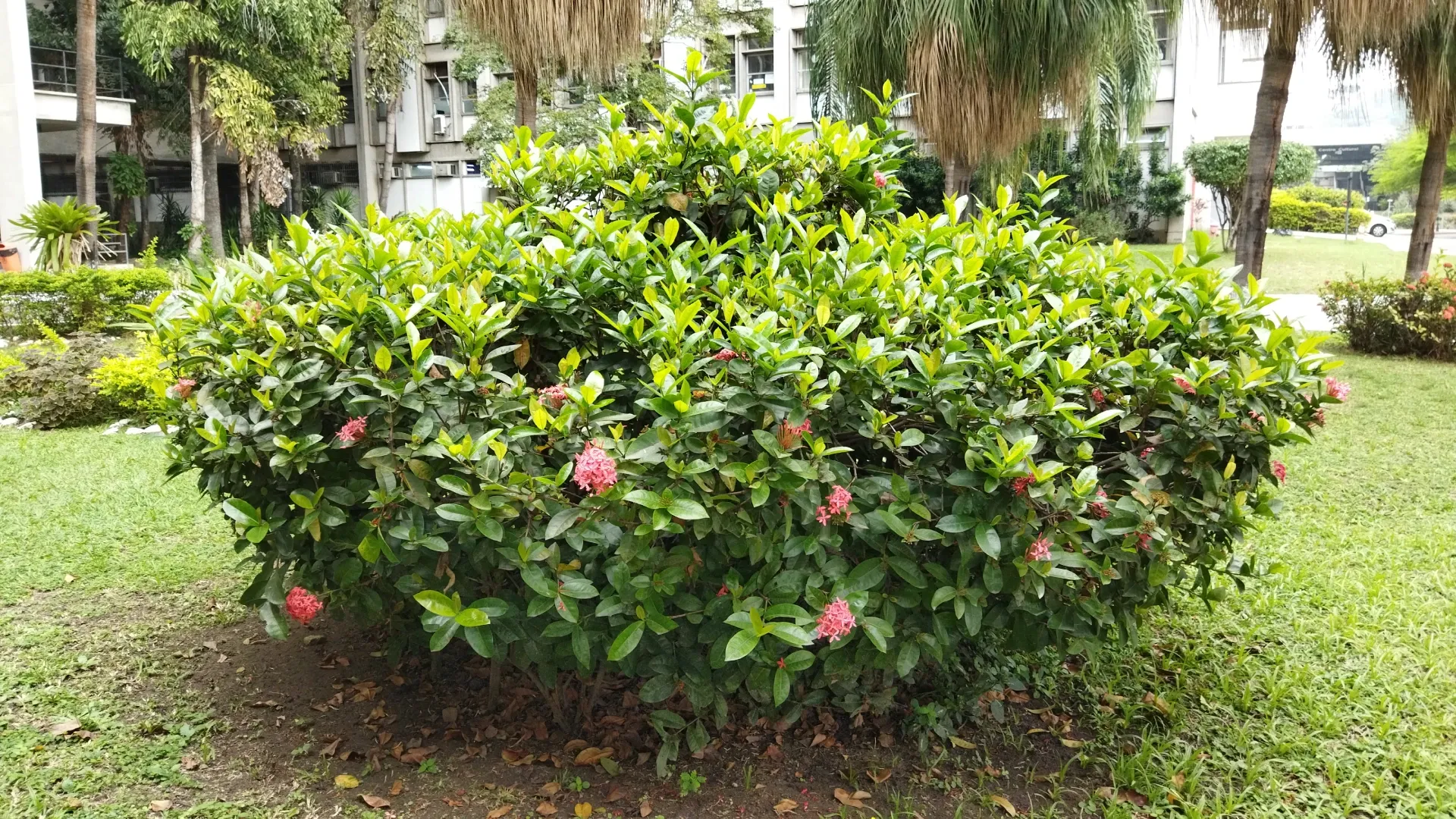 Foto de uma planta feita com o Poco M3