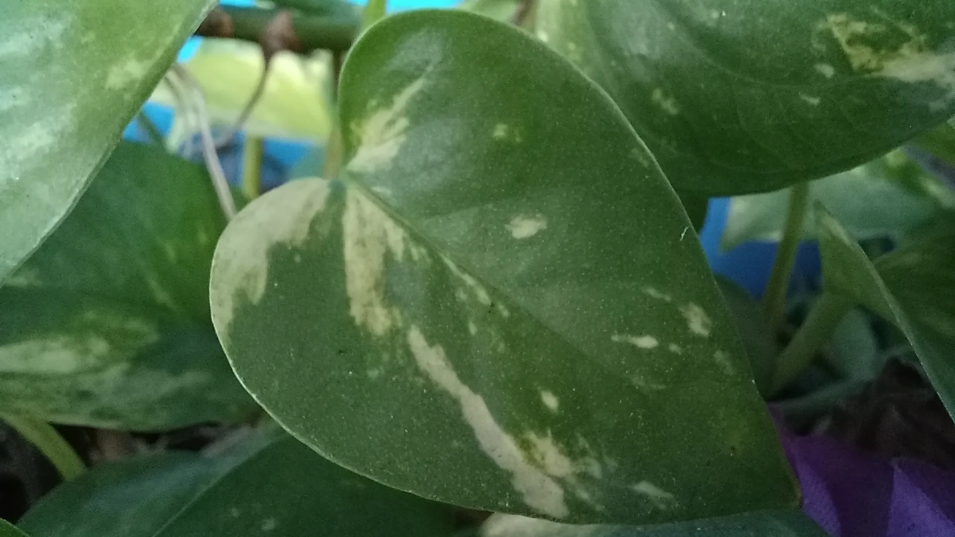 Foto de folha de planta tirada com a câmera macro de um Galaxy A32