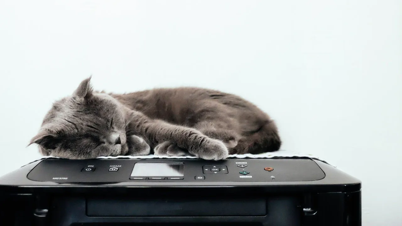 Impressora barata e boa com gatinho dormindo na sua tampa