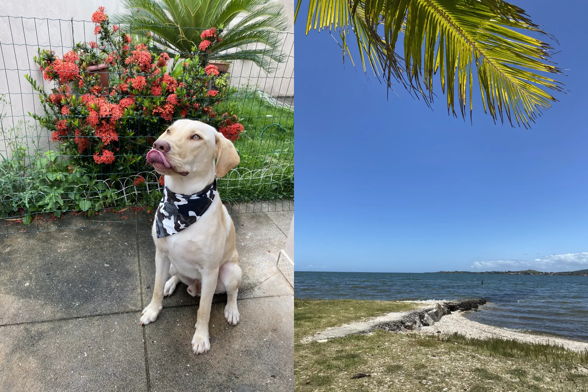 Fotos lado a lado de um cachorro sentado e de uma lagoa deserta