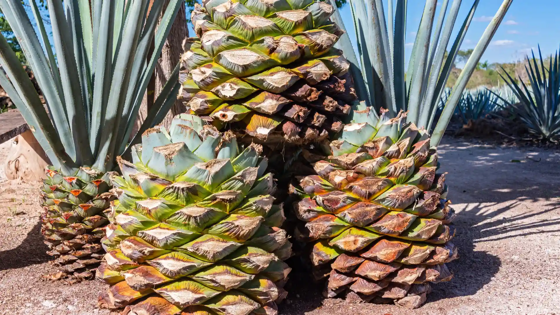 melhor-tequila-confira-o-top-7-da-bebida-mexicana