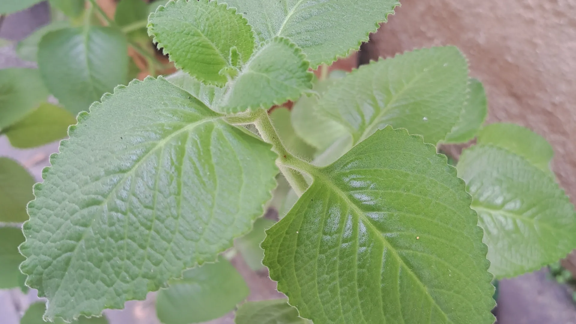 Foto de planta tirada com a câmera macro do Galaxy A53