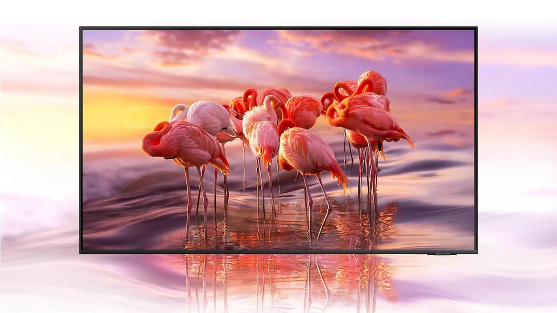 TV Samsung Q60A em fundo branco e rosa, reproduzindo imagem com flamingos